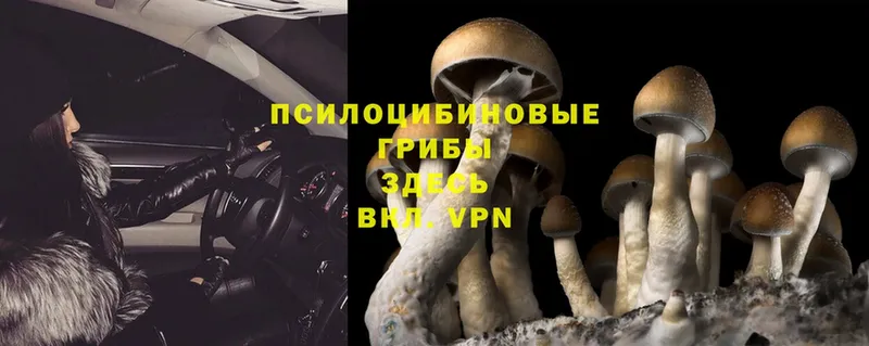 Галлюциногенные грибы Psilocybe  Кингисепп 